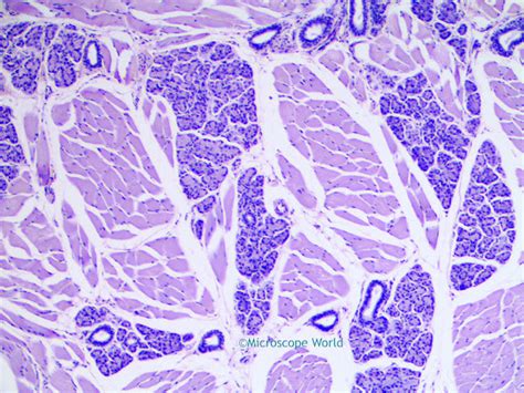 Microscope World Blog: Tongue Taste Buds Under the Microscope