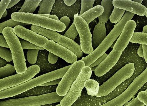 Sloppy Reporting Undermines Claims of Probiotic Safety