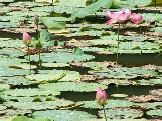 Lotus Pond | Lotus pond at agricultural park in Shah Alam, S… | Flickr