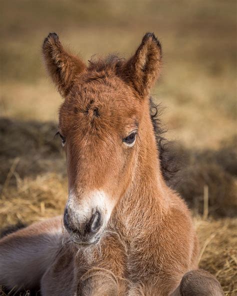 Portrait Of Newborn Foal Photograph by Panoramic Images - Fine Art America