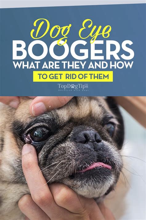 Ask A Vet Why Do Dogs Get Eye Boogers