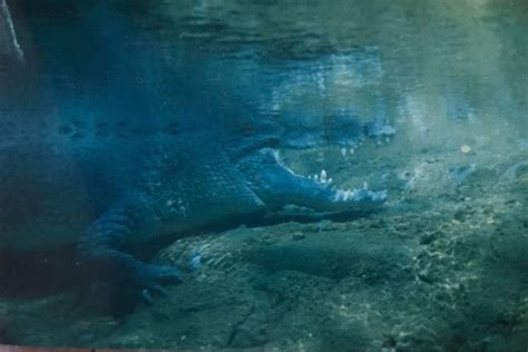 Look at that smile! This is an underwater photo of Gomek, at our zoo, a Saltwater crocodile ...