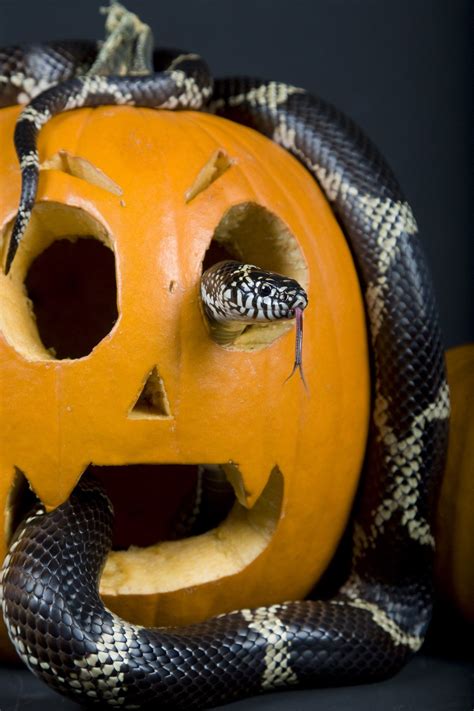 Halloween Week - 10 More Halloween-y Reptiles ! | Halloween week ...