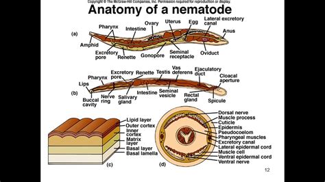 Phylum Nematoda Part 1 Notes - YouTube