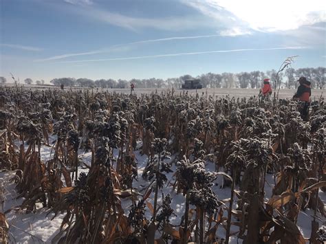 Pheasant Hunting Guides in South Dakota | Kimball, SD Guided Pheasant Hunts