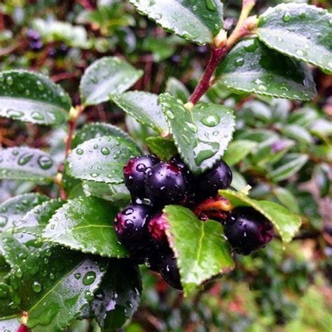 Evergreen Huckleberry Bush Seeds Vaccinium Ovatum 25Seeds | Etsy