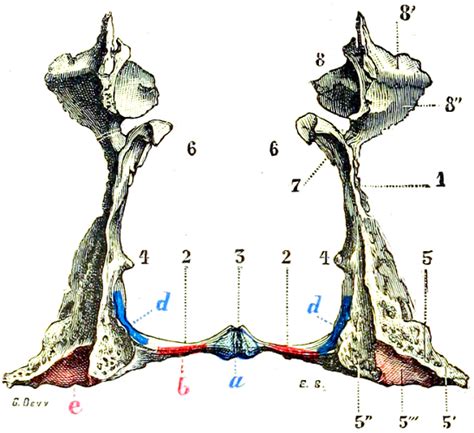 Palatine Bone - The Definitive Guide | Biology Dictionary