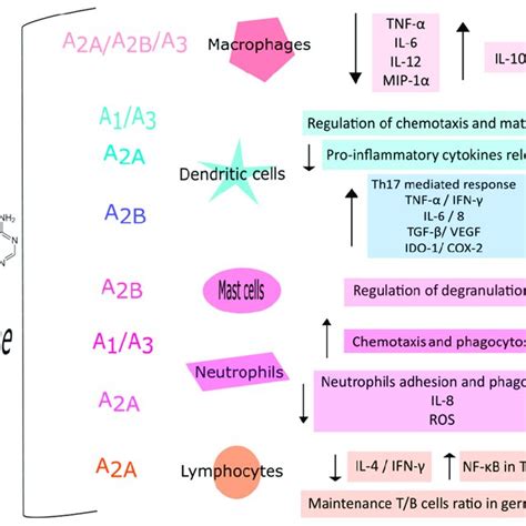 Schematic representation of main actions mediated by adenosine ...