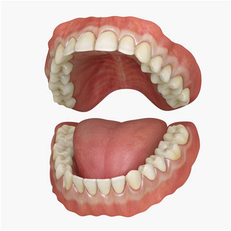 Human Teeth 3D Model Free Download