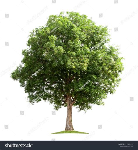 10,498,510 Tree White Background Images, Stock Photos & Vectors ...