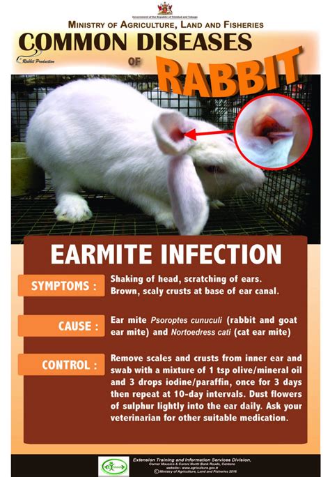 8-Common-diseases-of-rabbits – SOREHOCKS - Ministry of Agriculture, Land and Fisheries