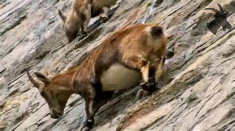 Ibex climbing on vertical wall (300m height) - YouTube