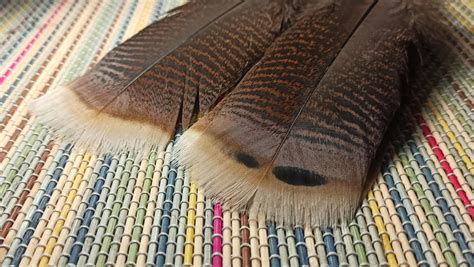 Beautiful Turkey feathers | Spey Pages