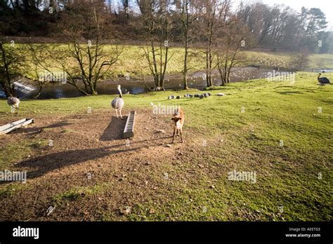 Cricket St Thomas Wildlife Park Chard Somerset England Bird Ostrich Stock Photo: 7806978 - Alamy