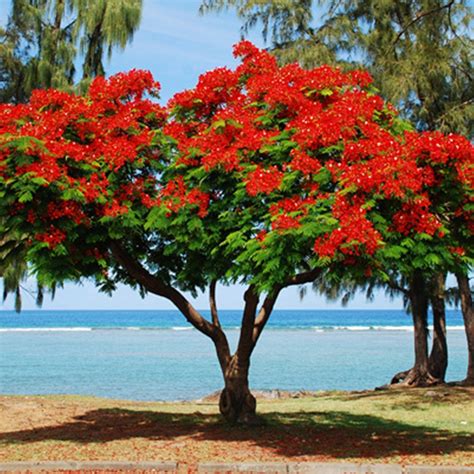 15+ royal poinciana plants - CobainHumaid