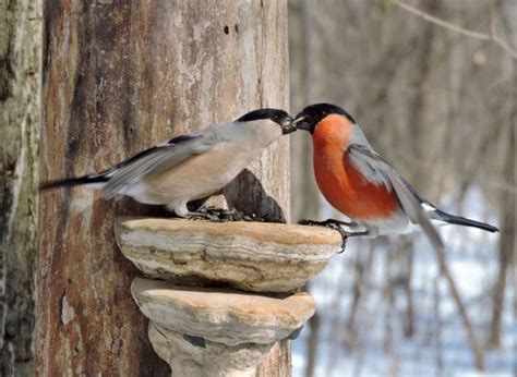 Male and female bullfinch - Wander Lord