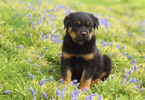 German Blockhead Rottweiler Puppies For Sale