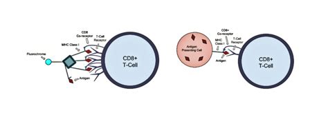 T Cell Epitope Discovery | Center for Emerging and Re-emerging ...