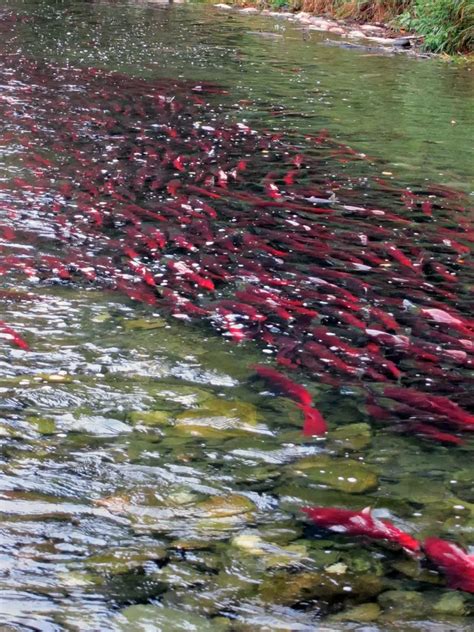 Another big year expected for the world famous Adams River salmon run | Radio NL - Kamloops News