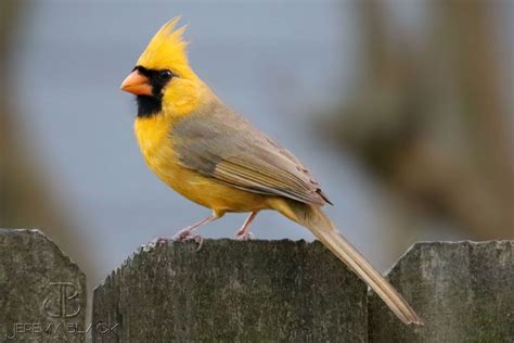 Rare Yellow Cardinal Spotted in Alabama Is ‘One-In-A-Million’ - Live Love Fruit