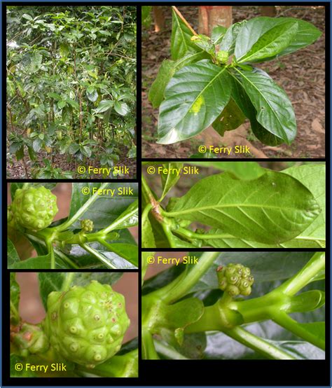 Morinda citrifolia