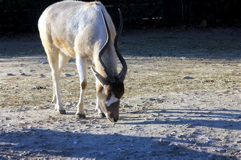 Free picture: white antelope, screwhorn antelope, Sahara desert