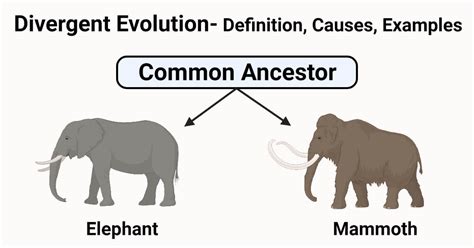 Divergent Evolution- Definition, Causes, Examples