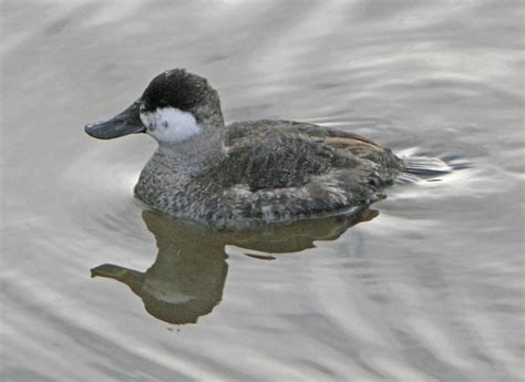 Ruddy Duck (Male - Winter Plumage) | Flickr - Photo Sharing!