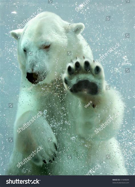 Polar Bear Underwater Stock Photo 51949699 : Shutterstock