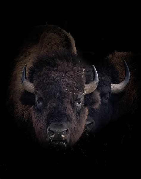 Two Old Bulls Photograph by Laura Terriere - Fine Art America