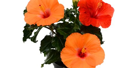 Hibiscus Zone 9: Everything You Need to Know - GFL Outdoors