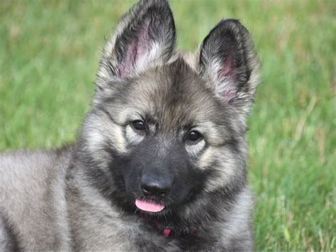 Puppies - Echo Shilohs - ISSA Shiloh Shepherds