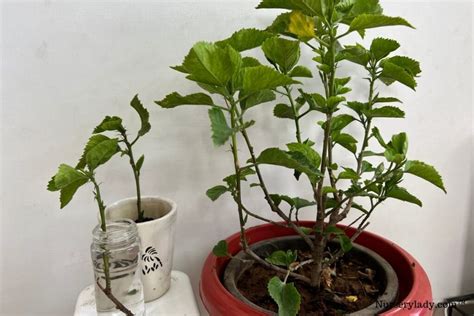 How To Propagate Hibiscus? (4 Methods+Step-By-Step Guide)