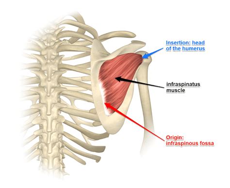 Infraspinatus muscle - Medically