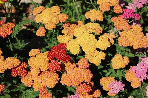 Plants-for-Clay-Soil-with-Poor-Drainage-Achillea - Grow Your Way - www ...