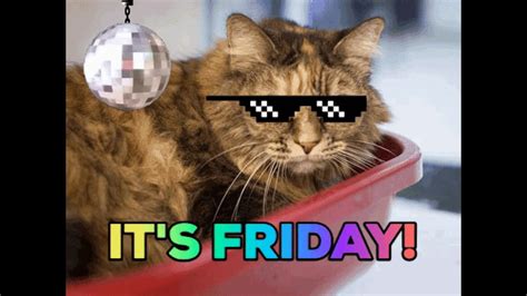 HAPPY FRIDAY FROM THE CATS - YouTube