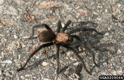 Oklahoma brown tarantula (Aphonopelma hentzi (Girard, 1852))