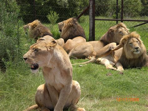 Lion and Rhino Park, Johannesburg South Africa Johannesburg South ...