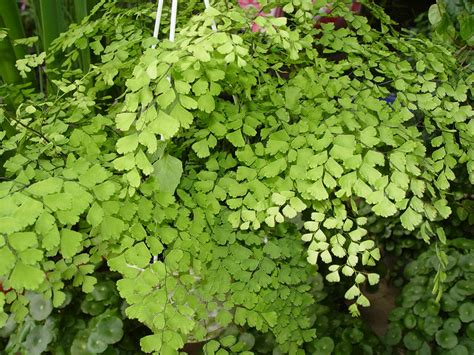 Maidenhair Fern: Gardenista