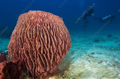 Giant barrel sponge - Stock Image - Z120/0071 - Science Photo Library