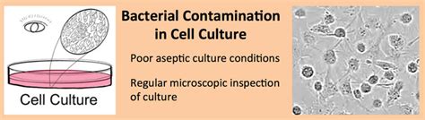 Bacterial Contamination in Cell Culture - Laboratory Notes