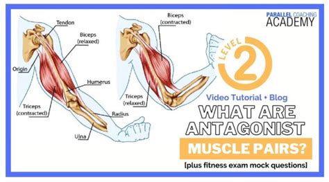 What Are Antagonist Muscle Pairs?