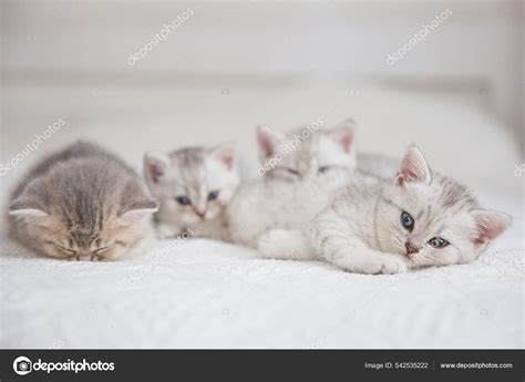 Cute tabby Scottish short hair silver kittens. Dreaming kittens sleep on a bed under warm white ...