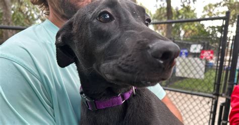 Manatee County waives adoption fees for shelters