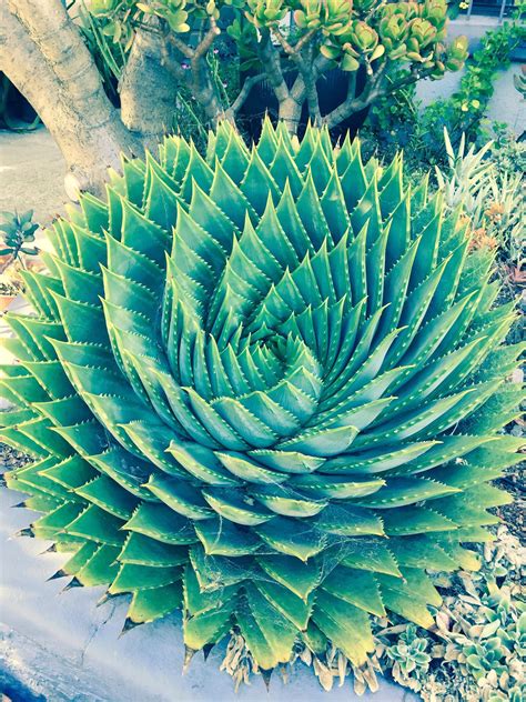 A beautiful succulent (x-post from r/succulents) : r/oddlysatisfying