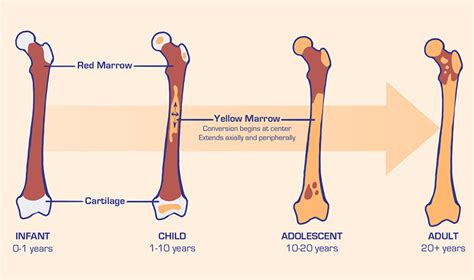 Bone Marrow - Basic Science - Orthobullets