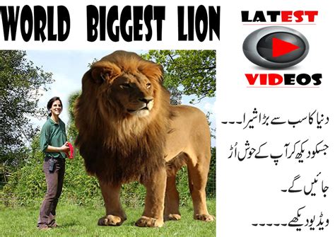 Worlds Largest Lion Ever Recorded