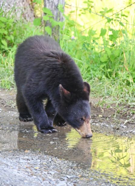 Black Bear Drinking Water Stock Photos, Pictures & Royalty-Free Images ...