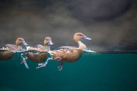 2,700+ Underwater Duck Stock Photos, Pictures & Royalty-Free Images ...