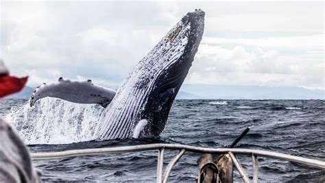 Discover the Magic of Whale Watching in Australia: Unforgettable ...